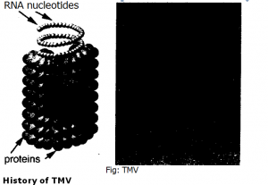 History of TMV