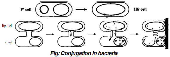 Reproduction of Bacteria