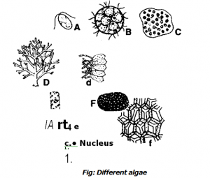 Algae