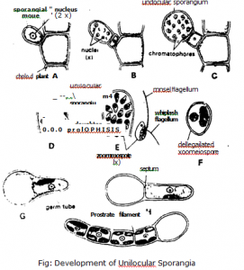 Development of unilocular sporangia