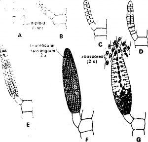 Development of PI uri locu lar sporangia