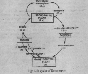 Life cycle of Ectocarpus