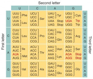 Genetic Codes table & chart