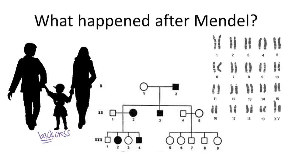 Mendelian Inheritance