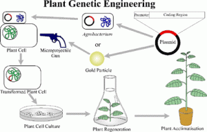 Genetic Engineering In Plants