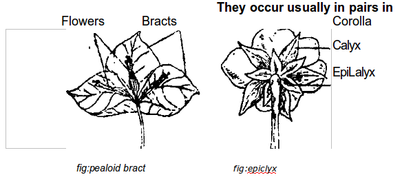 pealoid bract and epiciyx