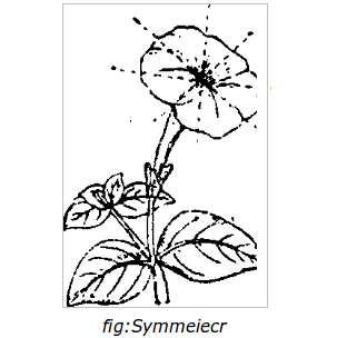 symmeircr