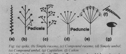 Types of Raceme