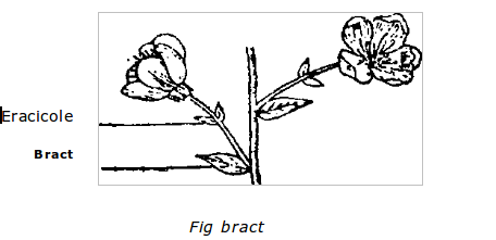Bract