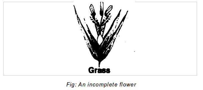 incomplete flower