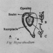 Hypanthodium
