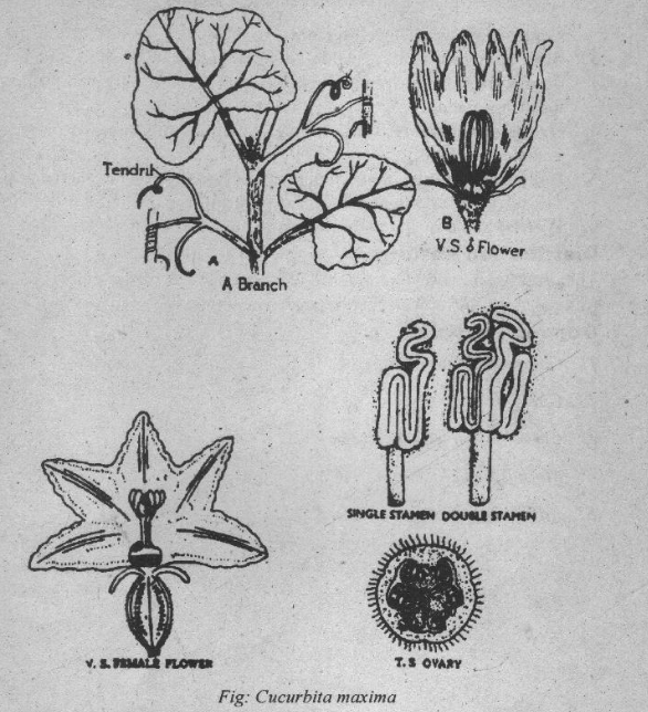 Cucurbitaceae Floral formula and floral diagram 2