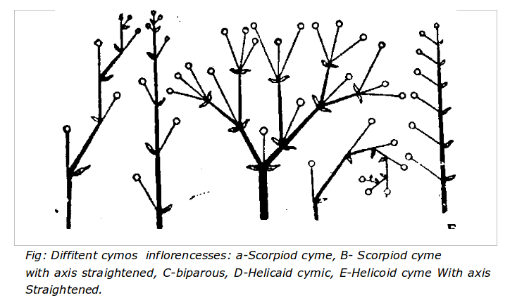 Different Cymos inflorescence