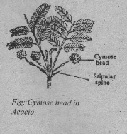 Cymose Head