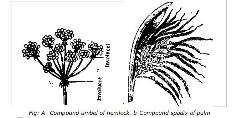Compound Corymb or Corymb of Corymbs
