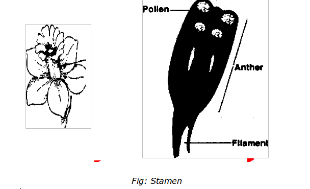Stamen