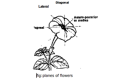 planes of flower