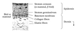 Skin_birdormammal-1