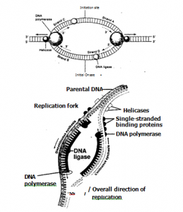  DNA in Eukaryotes