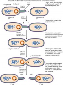 Transformation in Cell