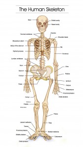 detailed-human-skeleton-diagrams
