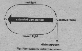 role of phytochrome in flowering