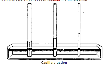 Capillary Action