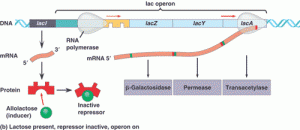 lacoperon