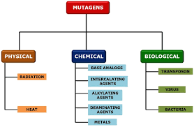 mutagens types