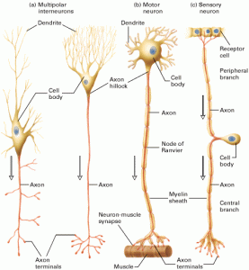 neuron-types