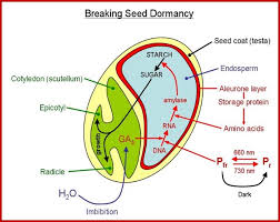 seed democracy
