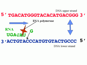 transcription