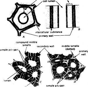 Cell Wall