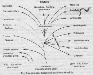 Evolutionary Relationshios of Annelida