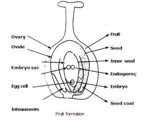 Fruit Formation