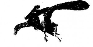 Archaeopteryx