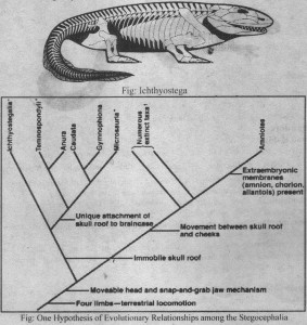 Amphibians Evolution