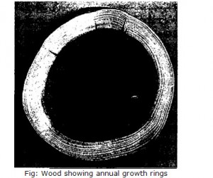 Wood showing annual growth rings
