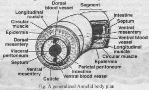 Generalized Annelids Body Plan