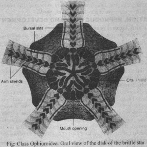 Class Ophiuroidea