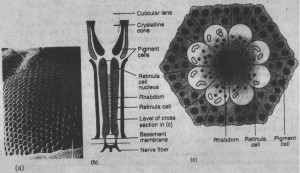 2f