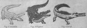 Reptiles
