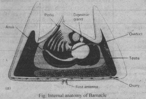 2h
