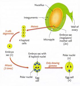 Development of Embryo SAC