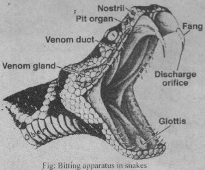 Evolutionary Pressures in Reptiles