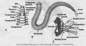 Polychaeta body parts