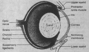 4a