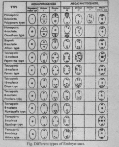 types of embryo sacs