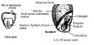 Structure of maize sad