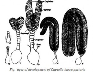 Ages of development of capsella bursa pastorts